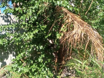 Corte de pasto cerco casas galpones